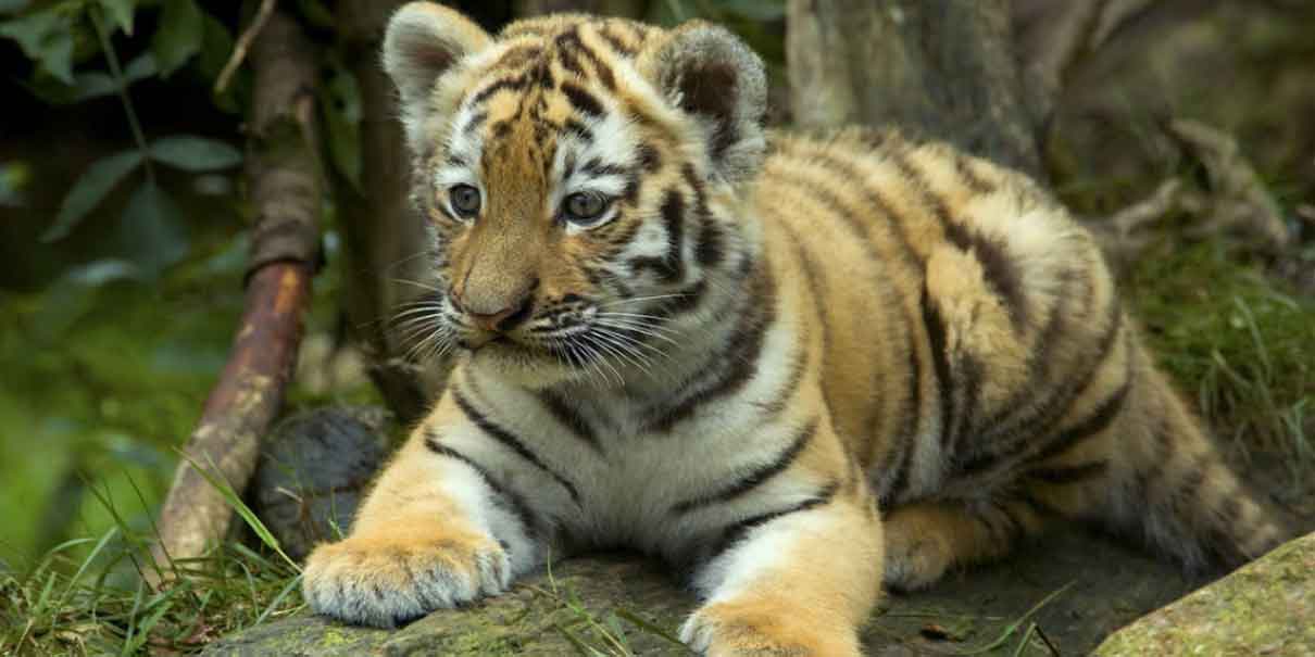 Familia poblana salió a pasear con un tigre
