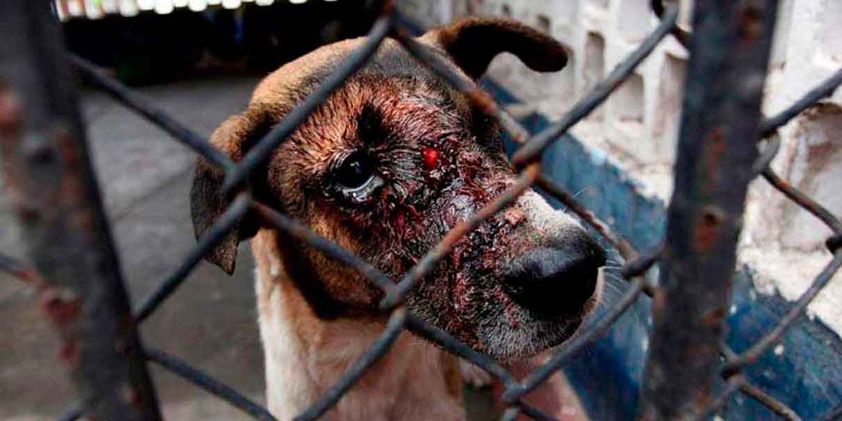 Puebla es segundo lugar en maltrato animal