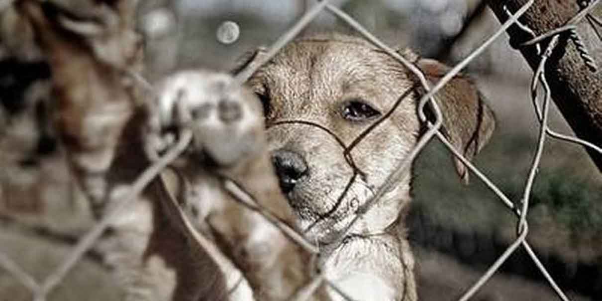 Disminuye el abandono pero aumenta maltrato a mascotas en Puebla