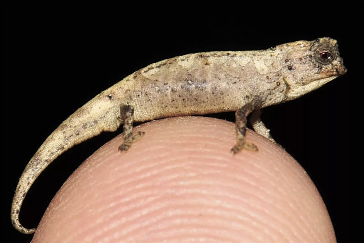 Un camaleón del tamaño de una uña es el reptil más pequeño del mundo