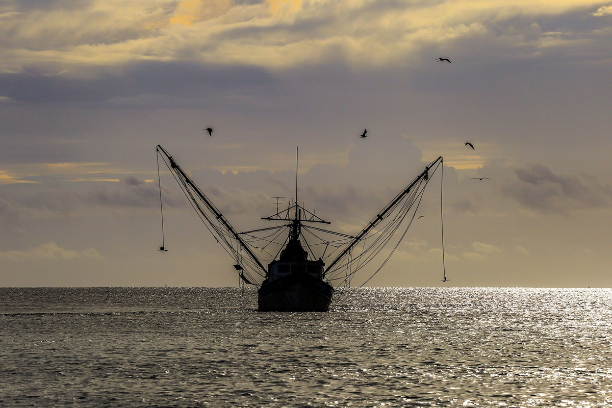 Pesca en México: rezagos y poco análisis de impacto a las especies marinas