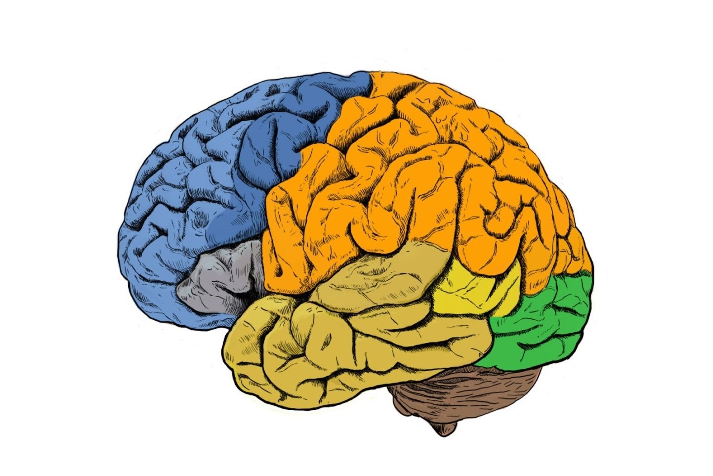 Así es como los humanos desarrollan cerebros más grandes que otros simios