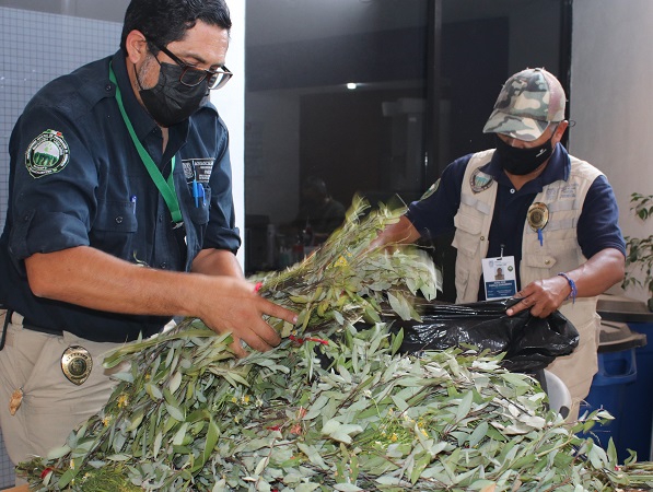 Decomisa PROESPA siete kilogramos de laurel silvestre en templos de Aguascalientes