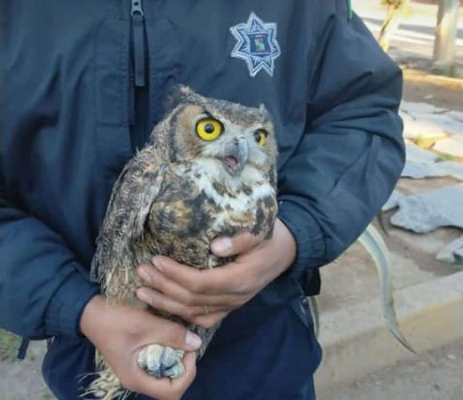 Rescatan búhos y un águila real lesionados en varias zonas de Pabellón de Arteaga