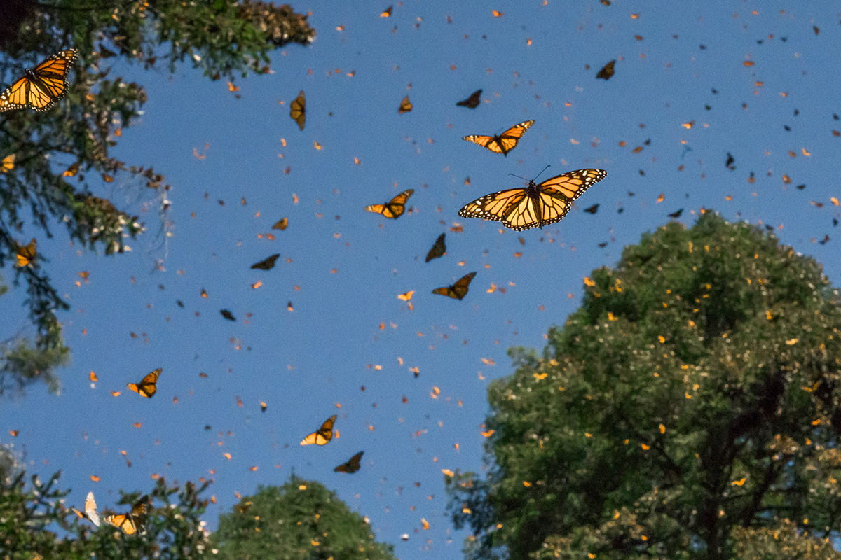 Cómo la crisis climática altera la migración de la mariposa Monarca en México