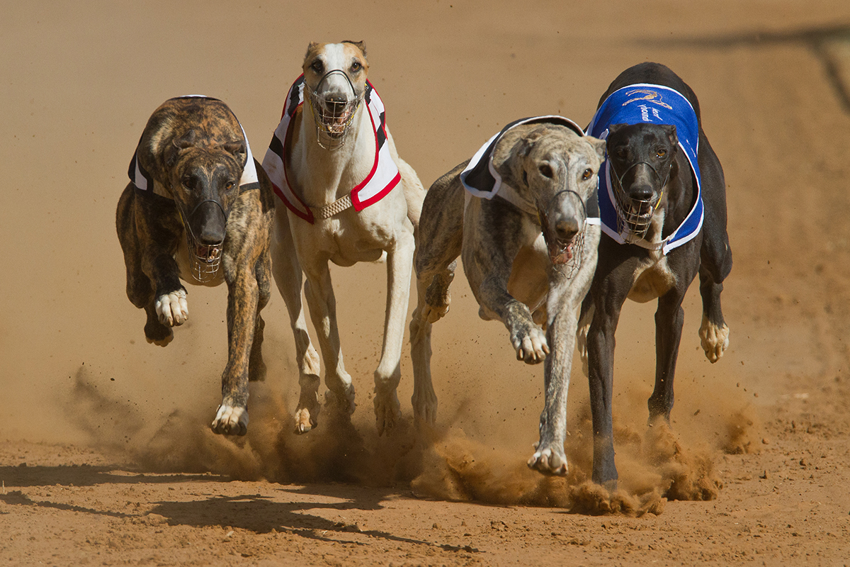 Perro galgo gana una carrera&#8230; pero luego se descubre que estaba drogado con metanfetamina