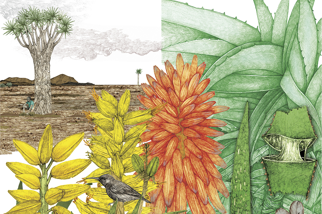 Plantas únicas de todo el mundo