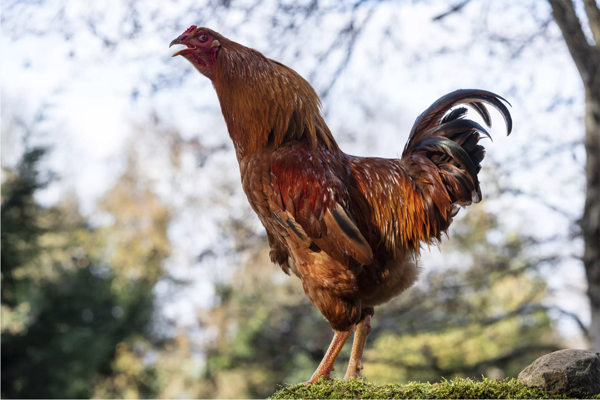Video: un pollo que corretea a un perro causa sensación en redes sociales