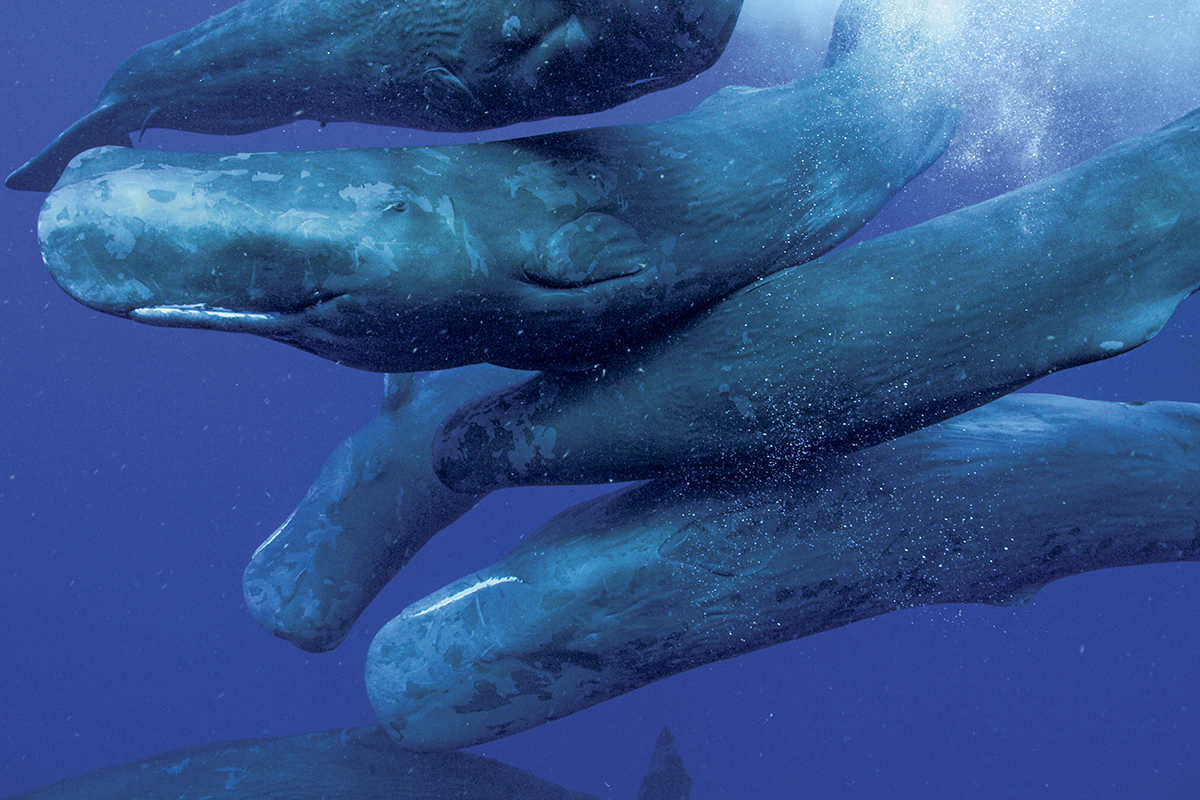 Las ballenas son como nosotros