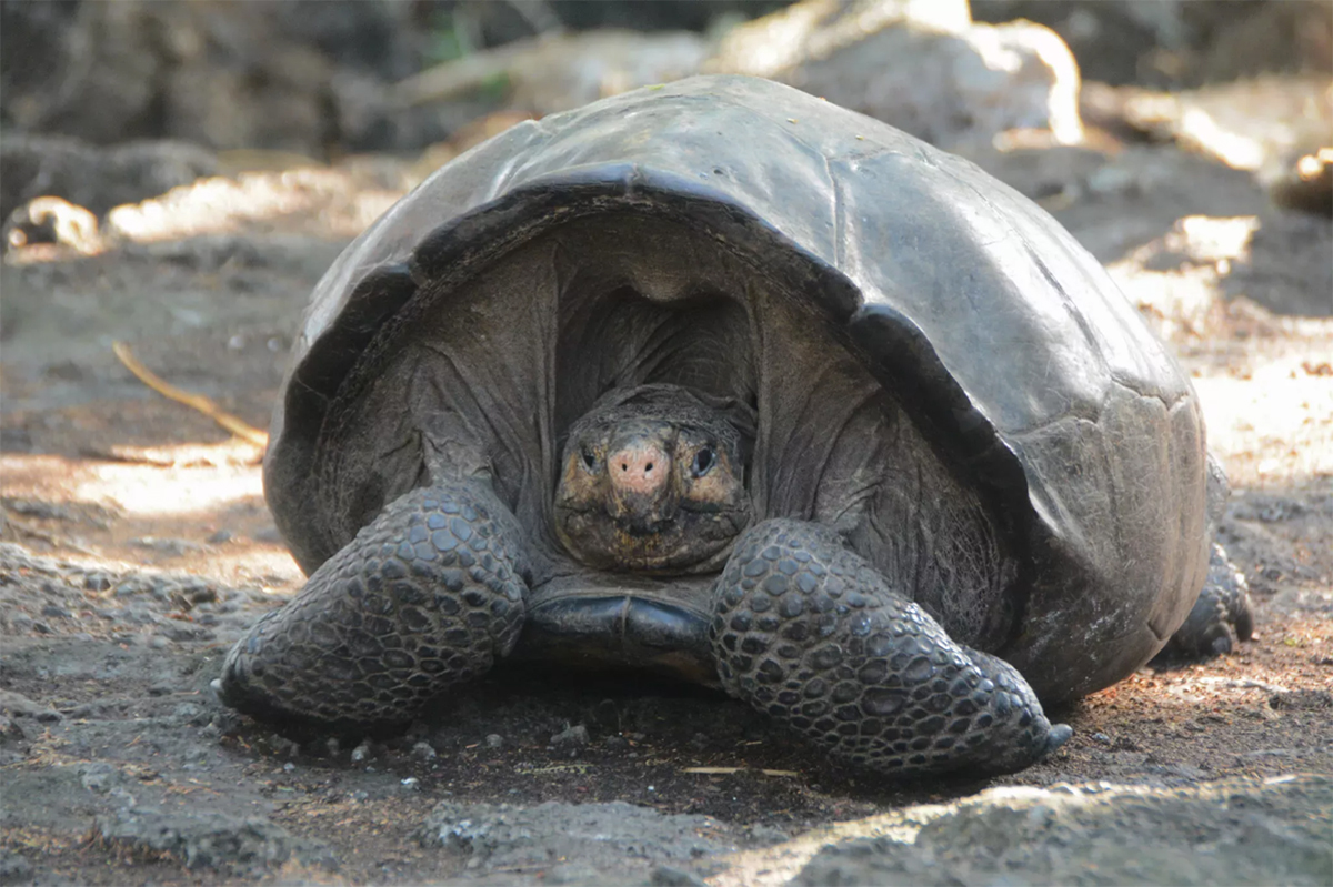 Tortuga gigante que se creía extinta desde hace 112 años busca pareja para salvar su especie