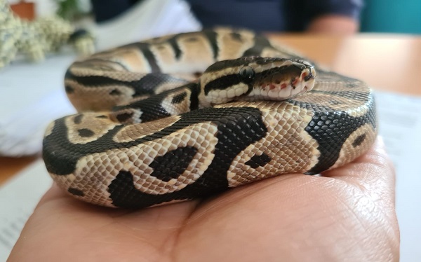 Capturan serpiente pitón en Torre Plaza Bosques