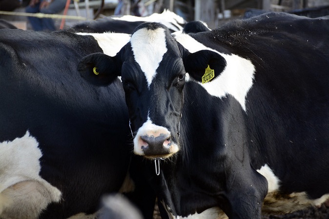 Sin acuerdo en aumento a precio de la leche entre industriales y productores