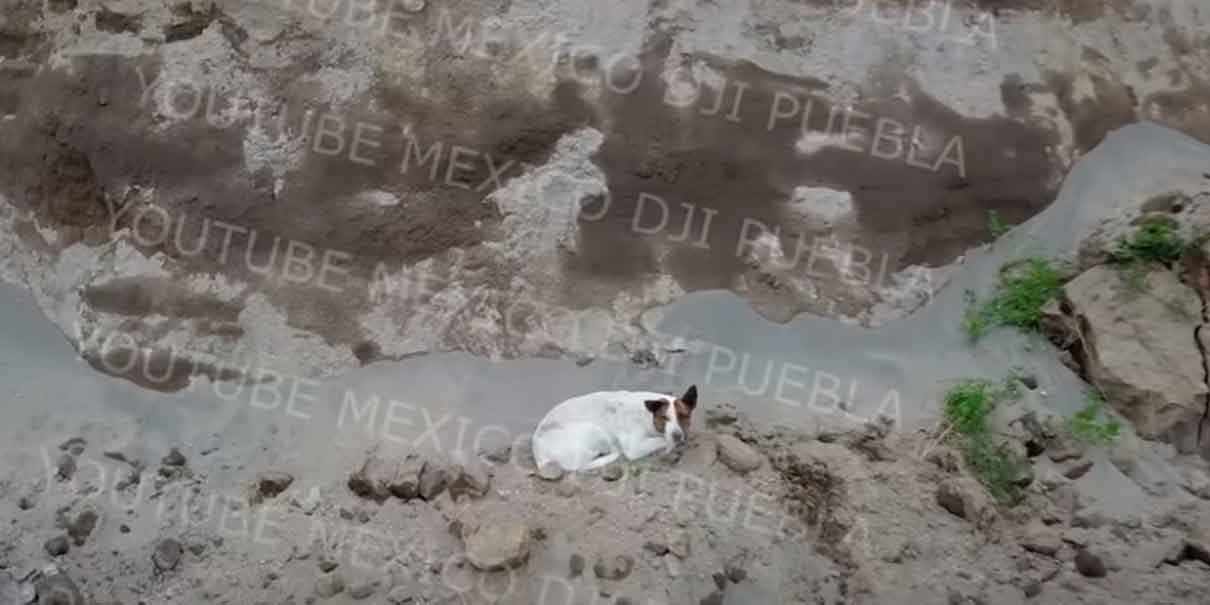 Otro &#8216;lomito&#8217; cae en socavón de Puebla