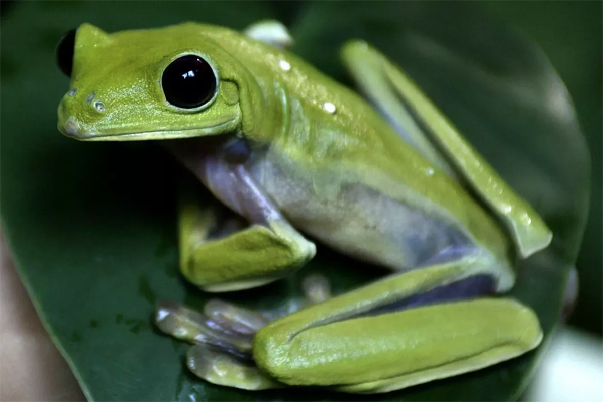 Científicos descubren nueva especie de rana; la nombran Led Zeppelin en honor de la banda de rock