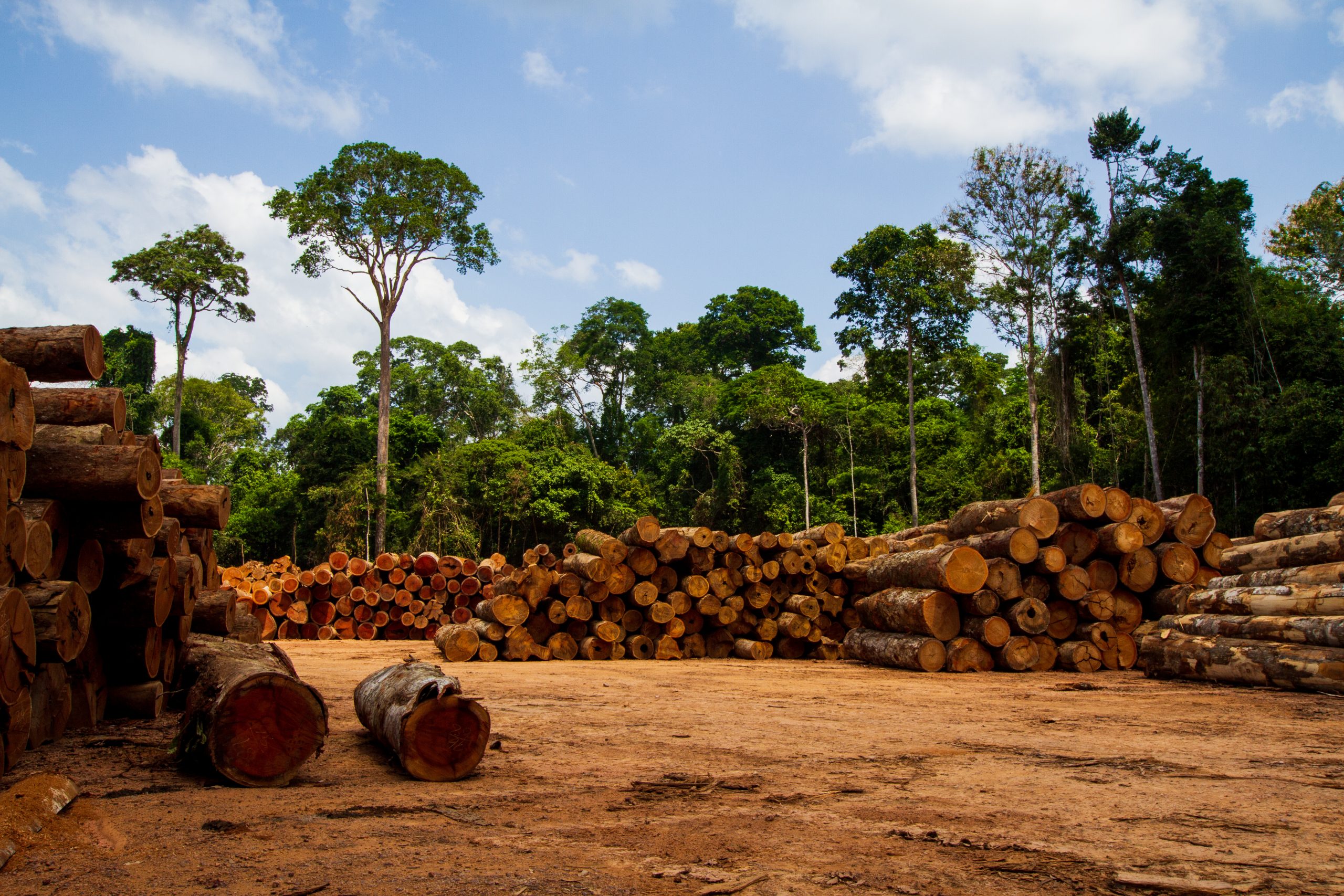 Indígenas aislados en el Amazonas, en &#8216;riesgo&#8217; por el tráfico ilegal de madera: Survival International