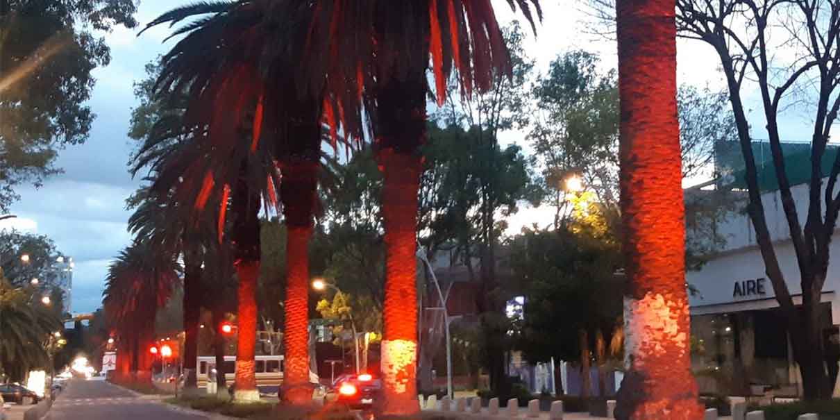En Puebla impedirán la tala de palmeras en Analco y avenida Juárez