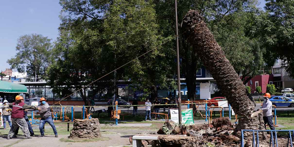 Las palmeras derribadas en Puebla estaban enfermas y muertas, responde la edil Claudia Rivera
