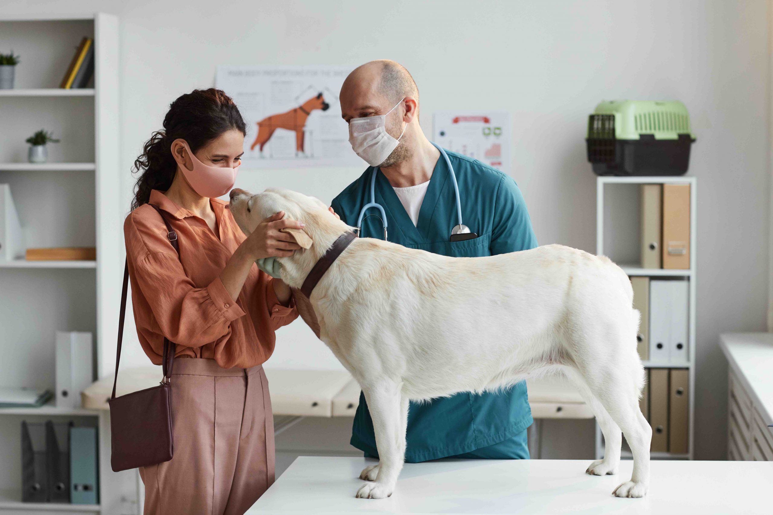 Veterinario
