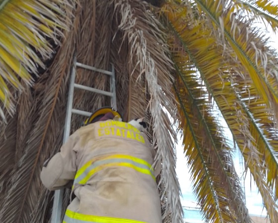 Bomberos rescatan a gata de palmera en hotel de San Francisco de los Romo