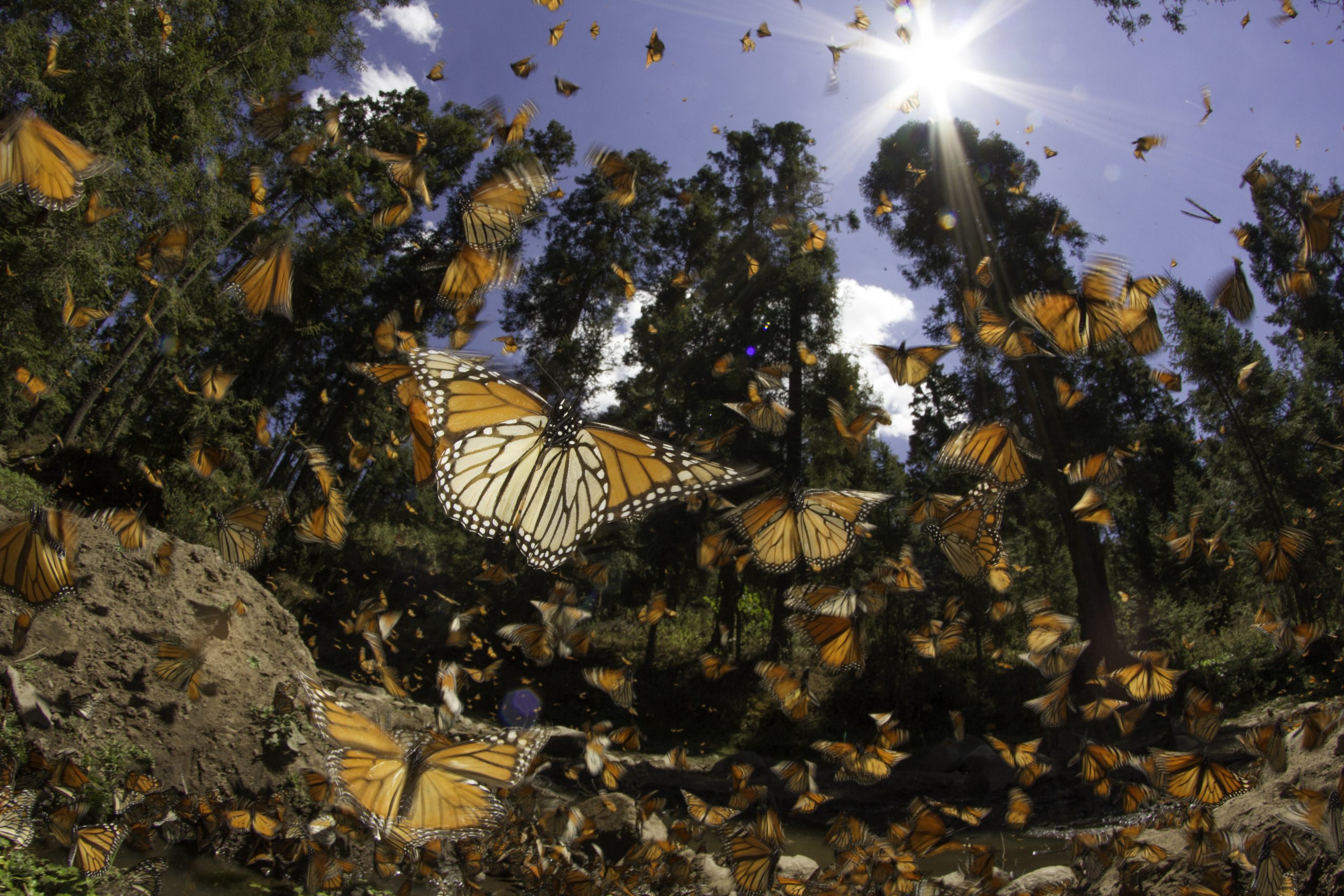 WWF teje nuevas alianzas para proteger a la mariposa monarca