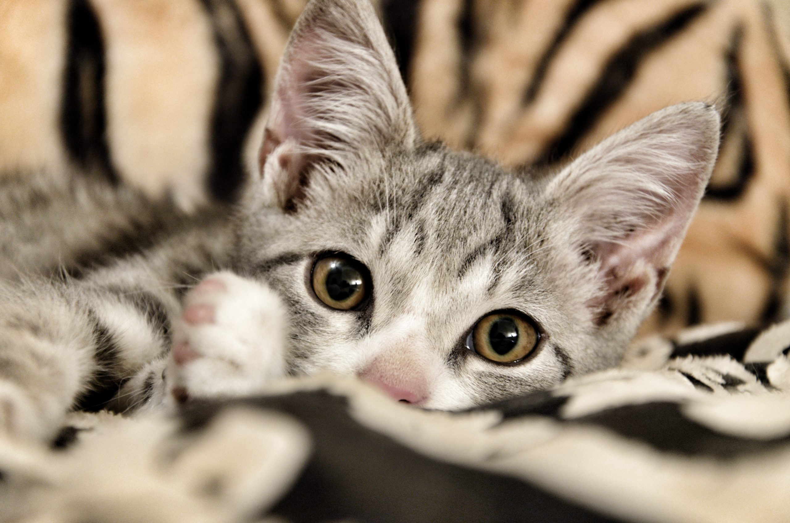 CDMX: así pueden obtener las mascotas un Registro Único De Animales De Compañía