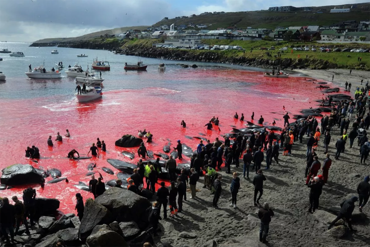 Matanza de 1,500 delfines causa indignación mundial. ¿Por qué se permite este ritual?