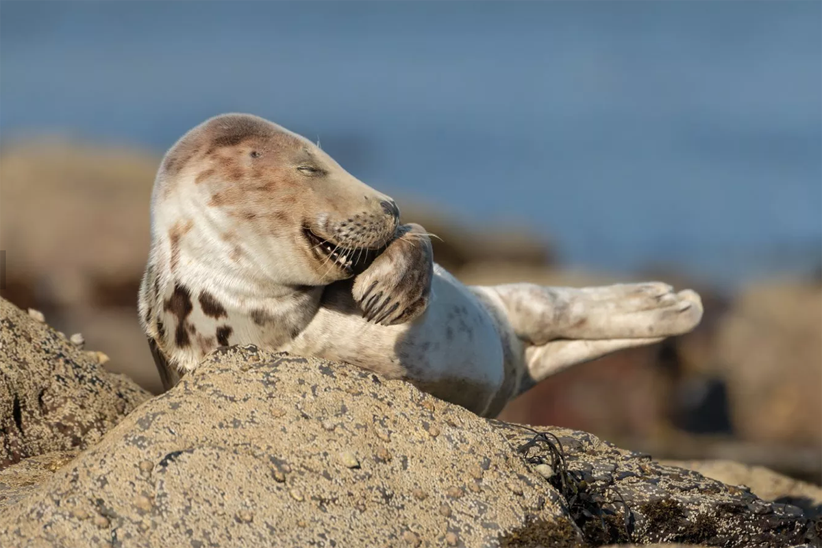 Ríe un rato con algunas de las fotos de animales más divertidas: son de premio