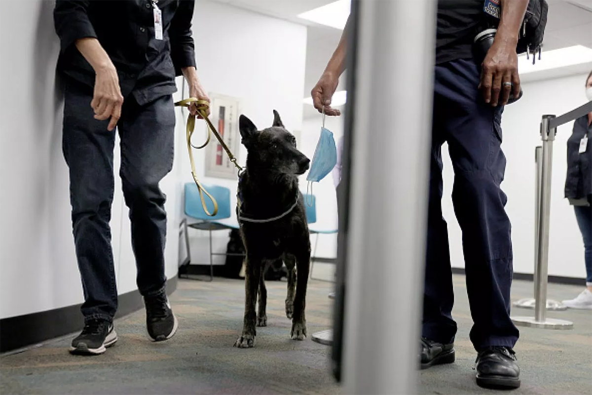 Perros detectores de covid-19 del aeropuerto de Miami logran precisión de 99 por ciento