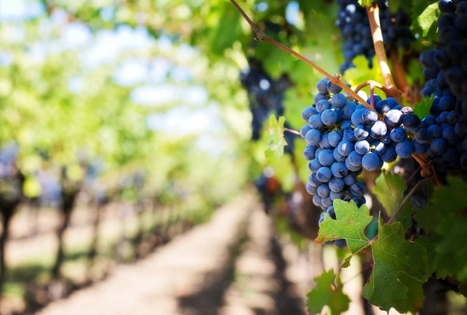 Destinarán 120 personas para vigilar protocolos sanitarios en Ruta del Vino