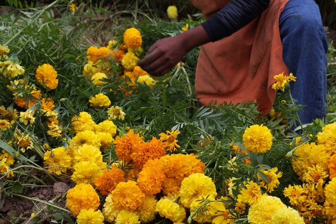 Cempasúchil, la flor que sustenta a familias enteras en Jesús María