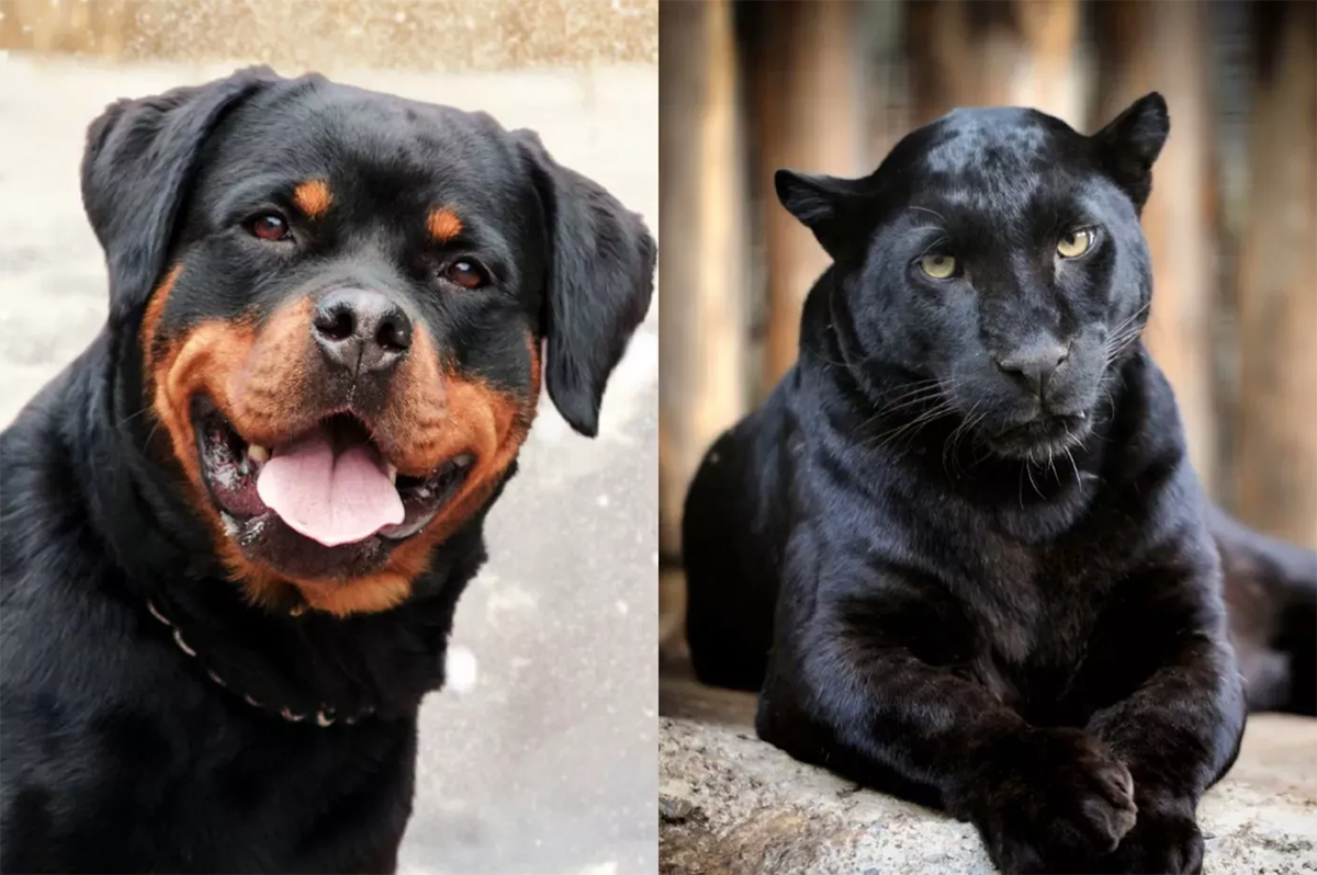 Un rottweiler y una pantera rescatada de un zoológico se convierten en mejores amigos