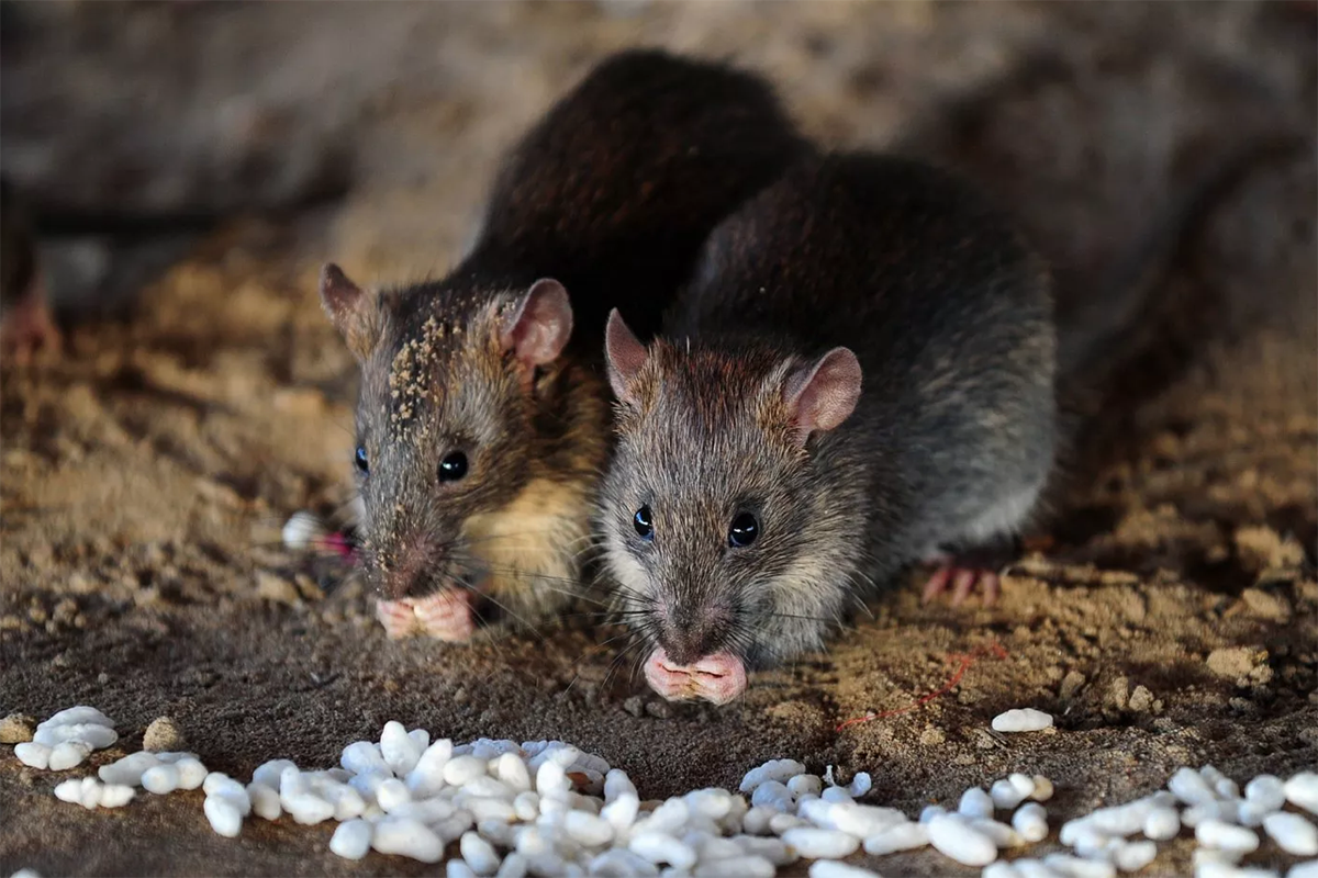 Ratas del tamaño de un gato pueden infiltrarse en el hogar a través del retrete: experto