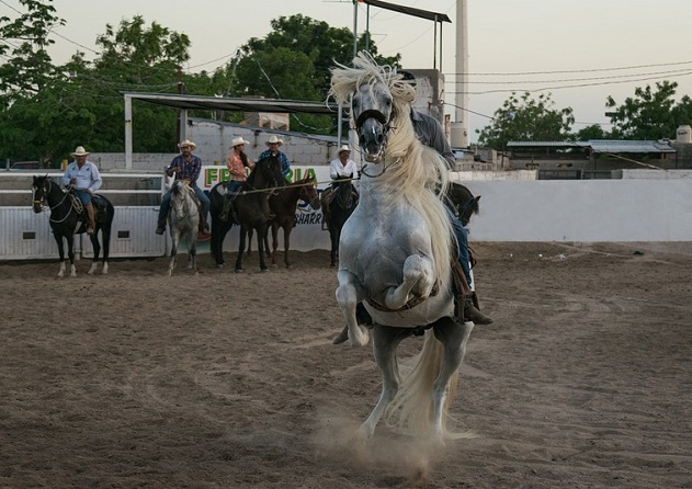Charrería, tradición de explotación animal que no debe seguir sucediendo: ambientalista