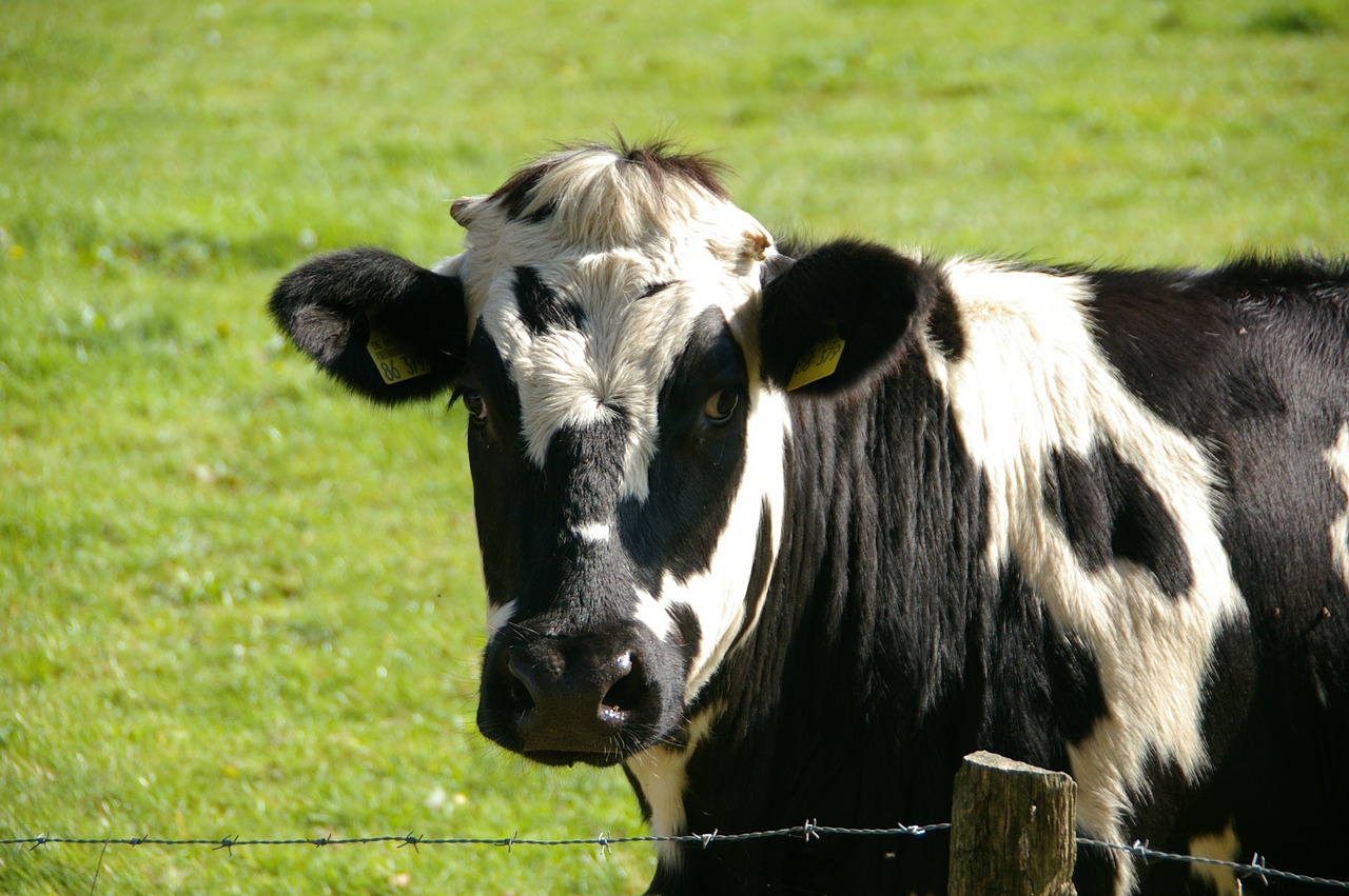 Cabestros, algas y vacunas, las opciones para combatir el metano que producen las vacas
