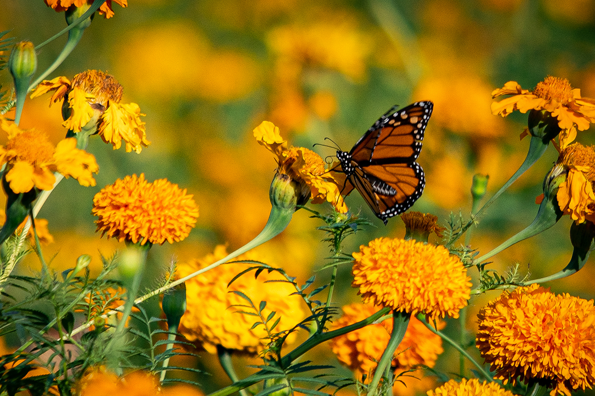 Ciencia ciudadana: conservar y proteger a la mariposa monarca en su llegada a México