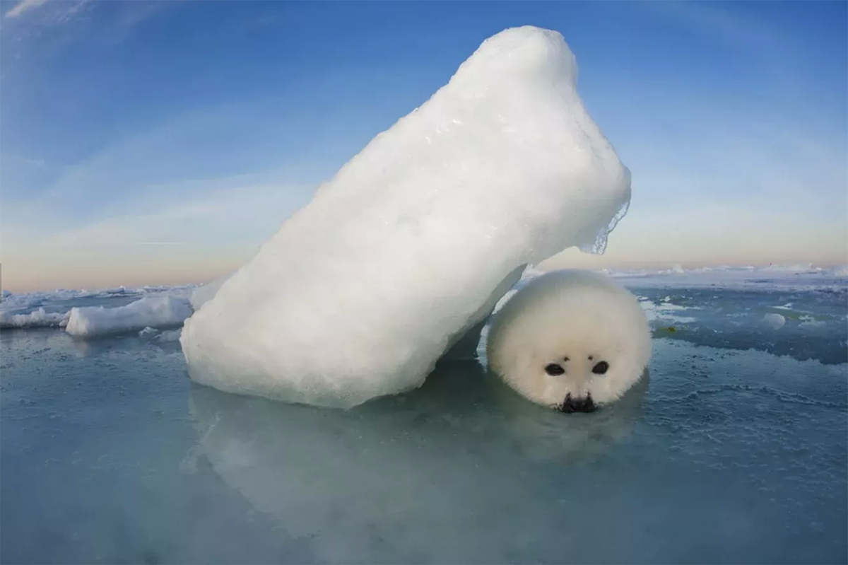 Focas que se ahogan y cementerios de icebergs: la vida silvestre del Ártico pende de un hilo