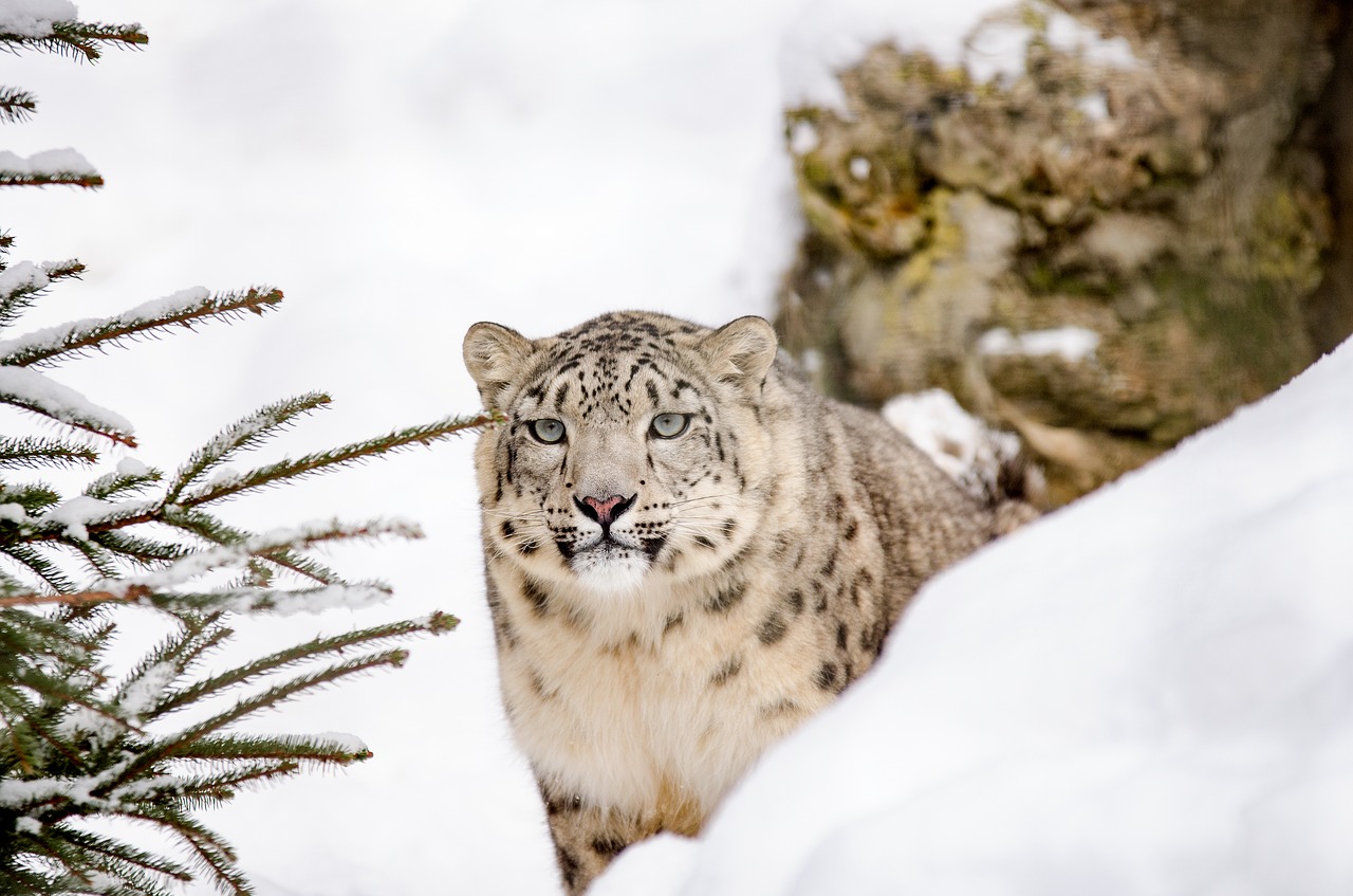 La propagación de covid-19 en distintas especies de animales causa preocupación entre los expertos