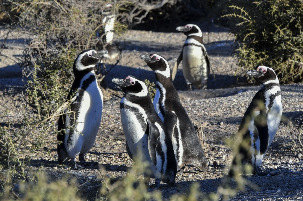 Pingüinos de Magallanes