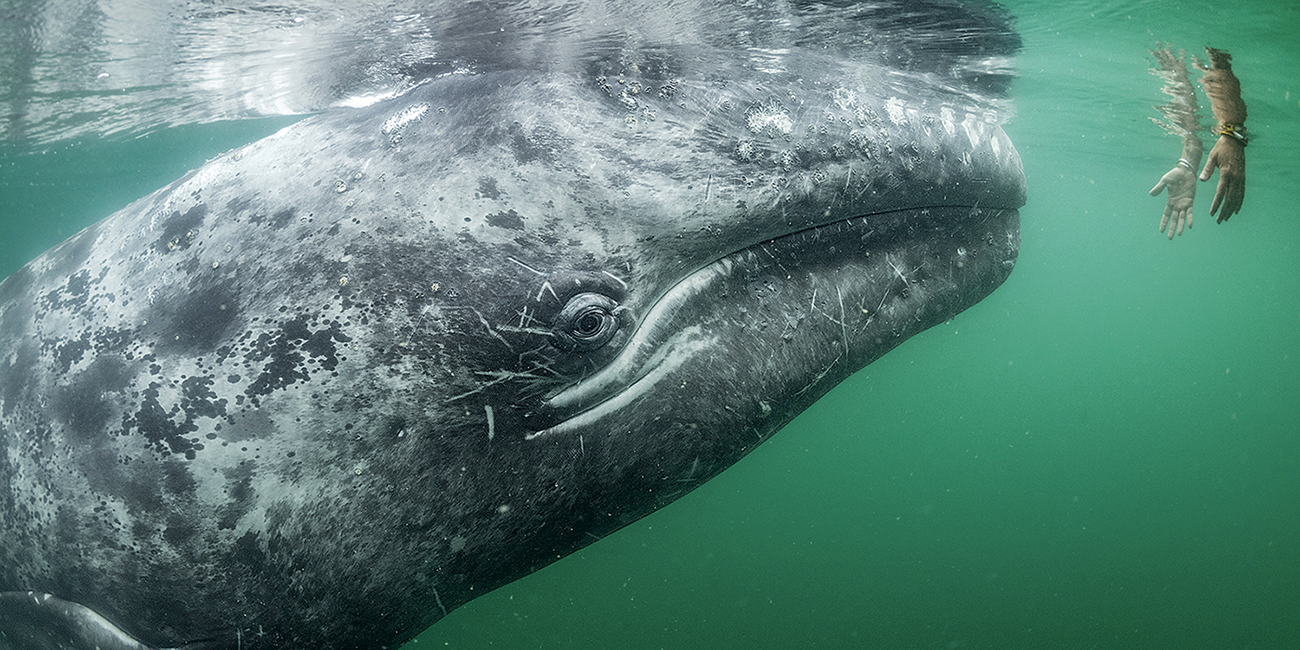 Mares salvajes: la vida oceánica más sorprendente del mundo