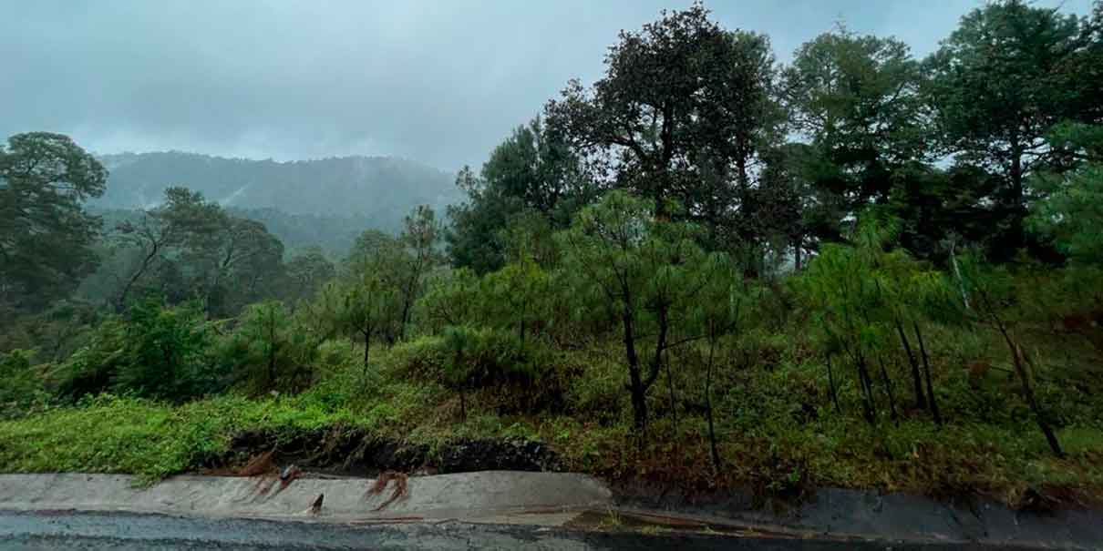 Depende aguacate de Michoacán del 90% de agua de lluvia