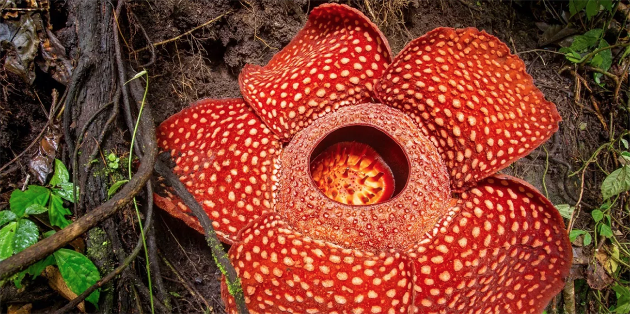 Esta flor &#8216;monstruosa&#8217; atrae a sus víctimas con su olor a cadáver descompuesto