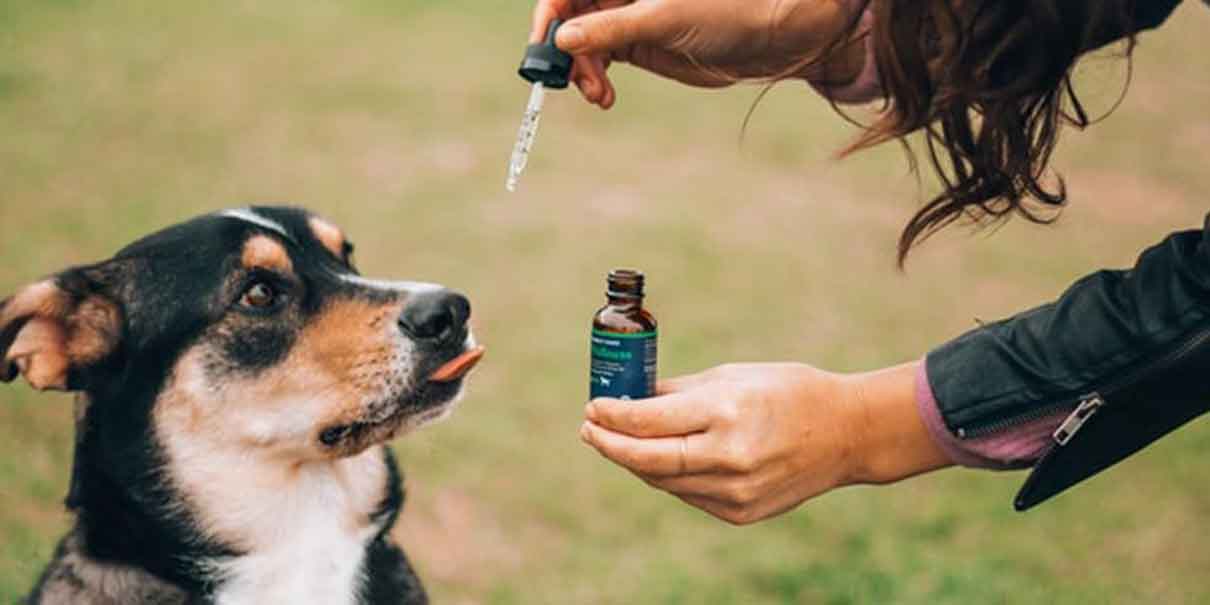 Auge de cannabis medicinal, incluiría segmento para uso en mascotas: Luis Doporto Alejandre