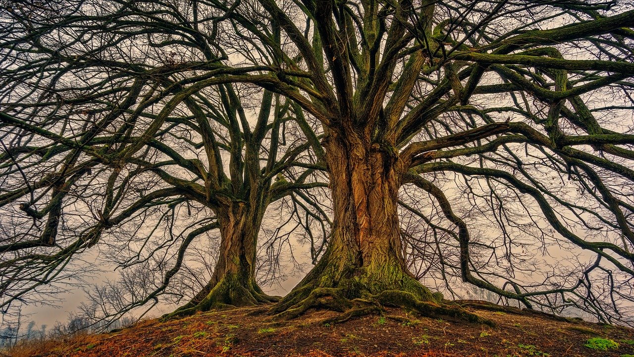A nivel mundial quedan 9,000 especies de árboles por descubrir: estudio