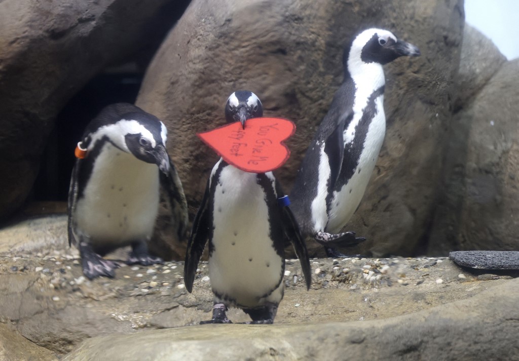 Pingüinos reciben tarjetas de San Valentín