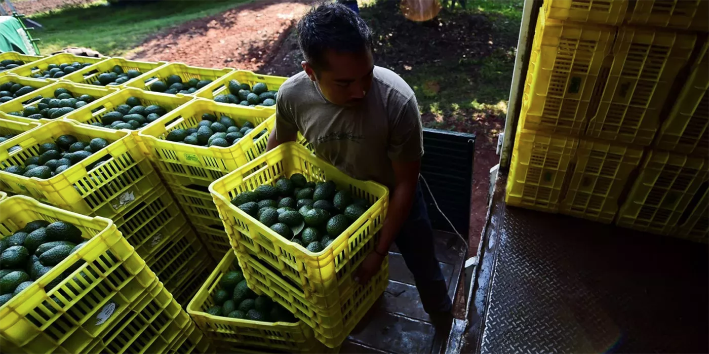 México perdería 8.5 millones de dólares al día por el bloqueo de EUA al aguacate