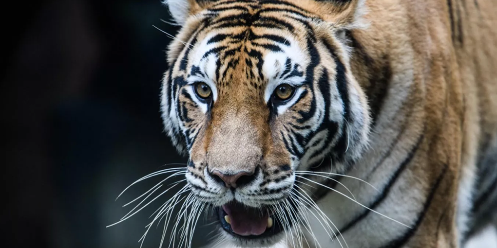 Año del Tigre: fuerza, coraje y sabiduría