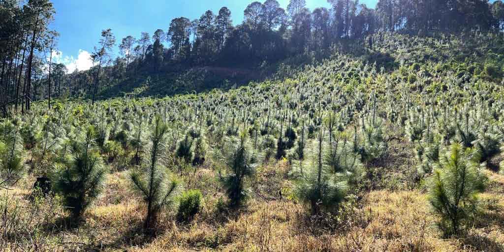 Arroja resultados positivos programa de conservación de bosques de APEAM