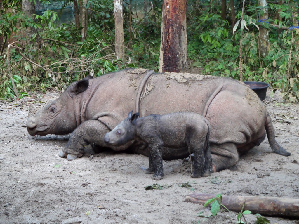 Nacimiento de un rinoceronte de Sumatra, esperanza para la especie en peligro crítico