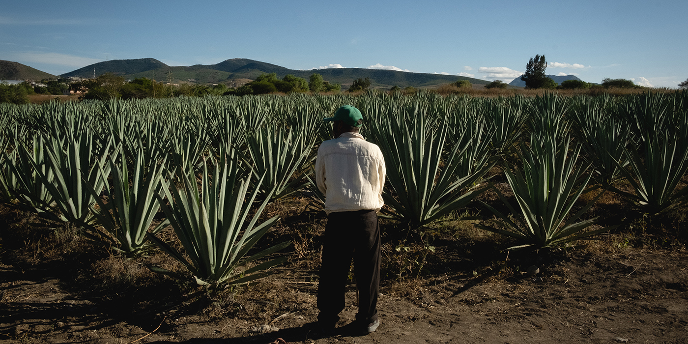 Fiebre de agave: un mezcal con costos ecológicos