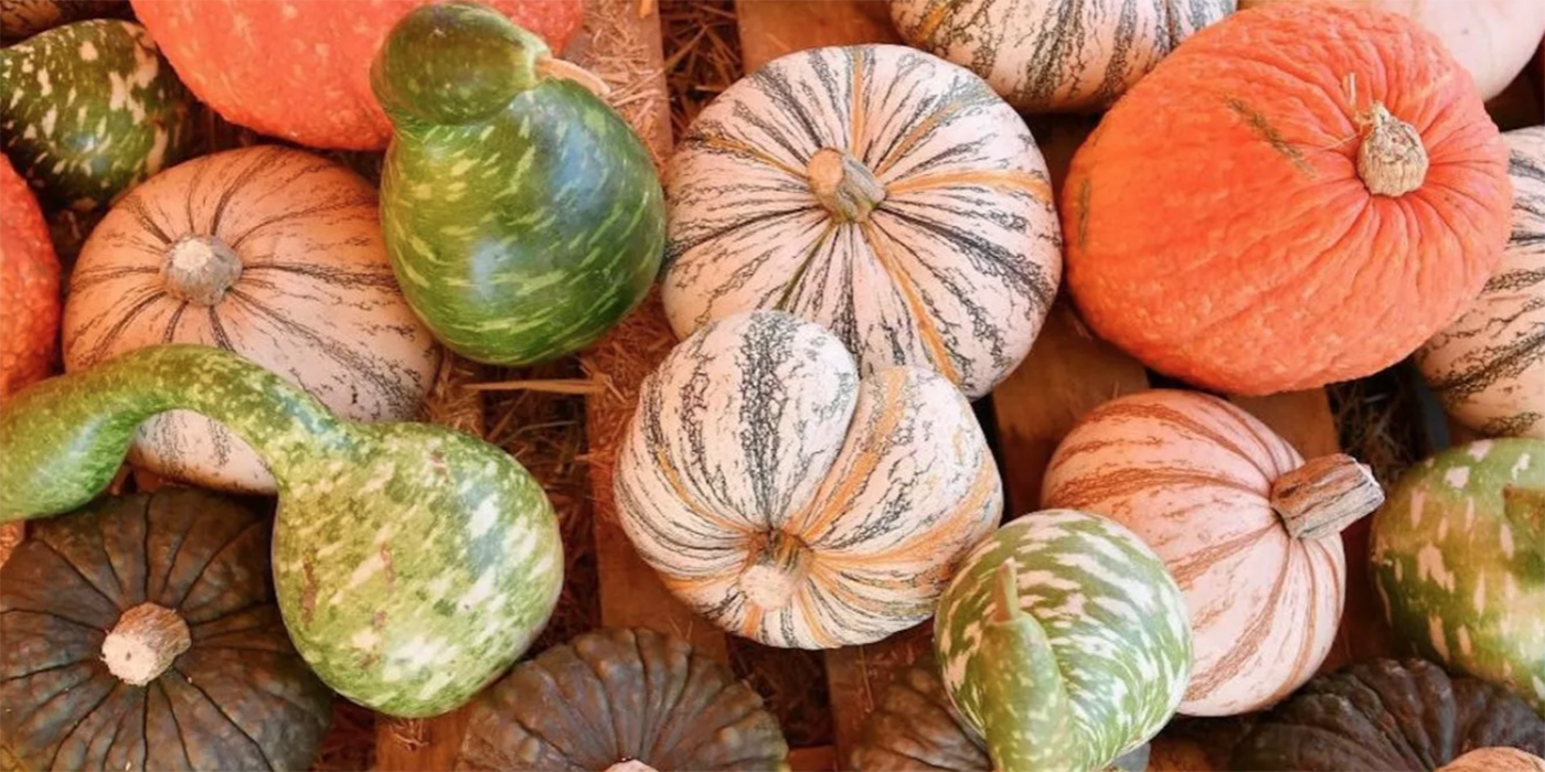 Por qué la calabaza egipcia es clave para la biodiversidad y el futuro agrícola
